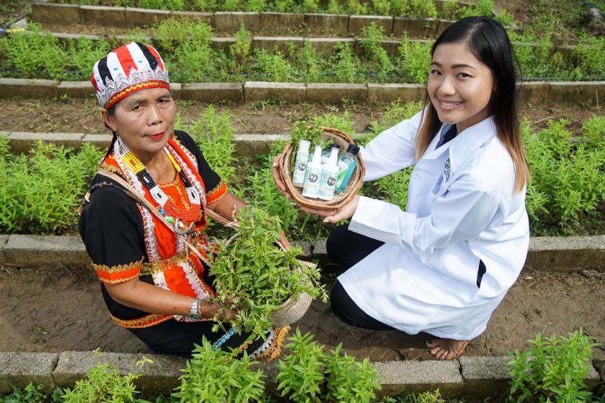 Bunga Ta'ang: A Native Herb helps the Indigenous Participate in the Economy