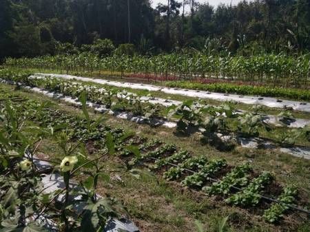 Community Farm Enterprise